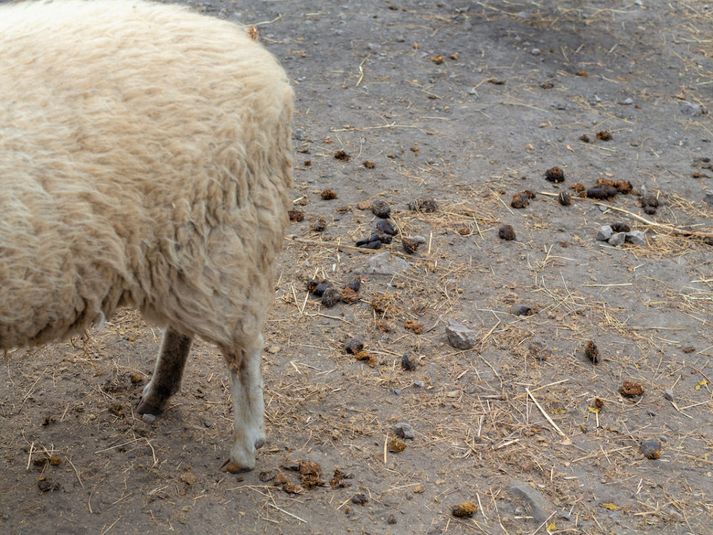 sheep-the-dialect-and-heritage-project