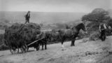 Two men, teo horses and a horse drawn cart with hay.