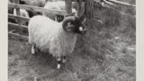 A sheep