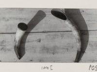 Hollow horns on a table