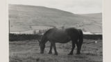 A horse eating grass in a field