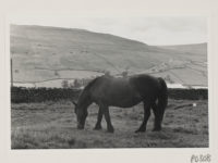 A horse eating grass in a field