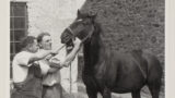 Two men putting a horse gag into a horse's mouth.