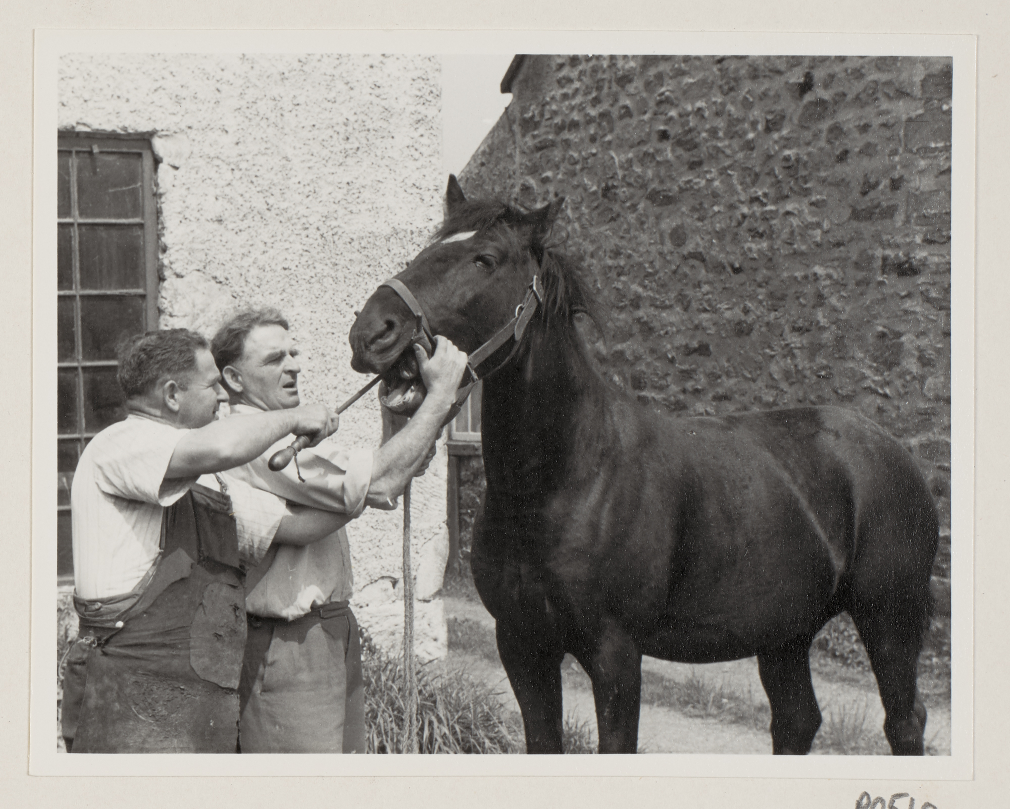 Two men putting a horse gag into a horse's mouth.