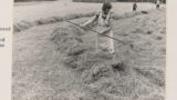Woman using a wooden hayrake to rake dry cut hay together in a field.