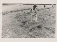 Woman using a wooden hayrake to rake dry cut hay together in a field.