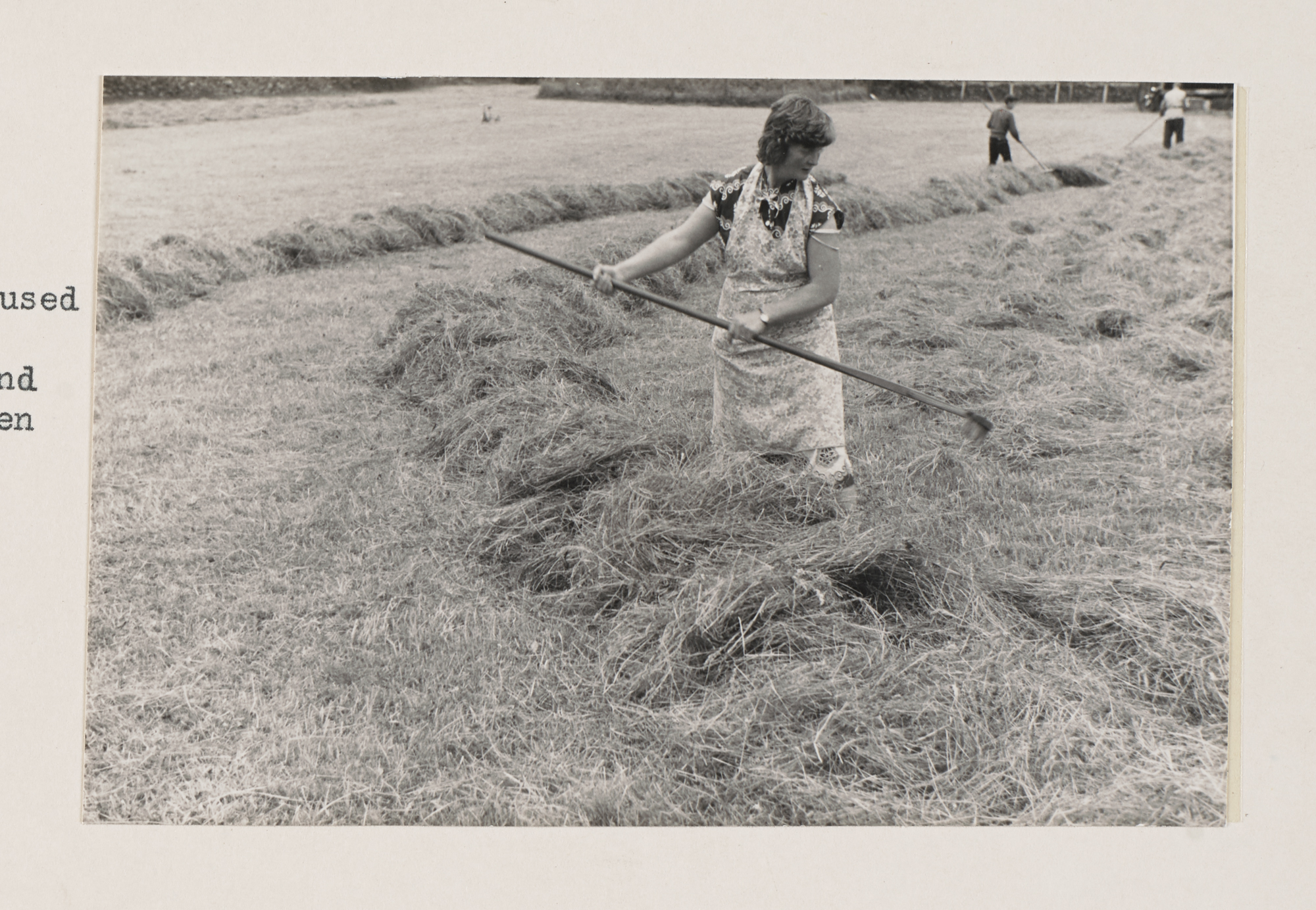 Woman using a wooden hayrake to rake dry cut hay together in a field.