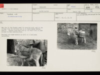 Photocard with two black and white images of a donkey.