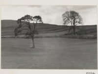 Two trees in a field