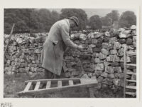 Mr. M. Horner of Buckden preparing to salve sheep in a field at Cray ( Langstrothdale).