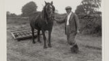 Male informant with modern Dales working pony dragging hay sledge in field at Ellingstring (North Yorkshire).