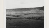 View of Great Fryup Dale looking south. Cattle grazing in foreground.