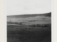 View of Great Fryup Dale looking south. Cattle grazing in foreground.