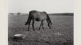 Cleveland Bay mare grazing in field at Garrick Farm, Moorsholm (North Yorkshire).