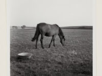 Cleveland Bay mare grazing in field at Garrick Farm, Moorsholm (North Yorkshire).