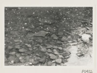 Eel in River Ure at Aysgarth Lower Falls ( Wensleydale).