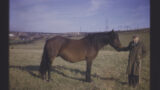 Cleveland Bay mare in a field at the farm of Mr. S. Chapman, Brotton (North Yorkshire).