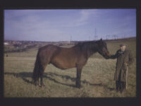 Cleveland Bay mare in a field at the farm of Mr. S. Chapman, Brotton (North Yorkshire).